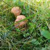 Grzybobranie 18.09.17